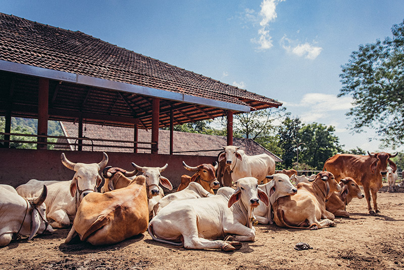 Iskon temple Goshala Donations